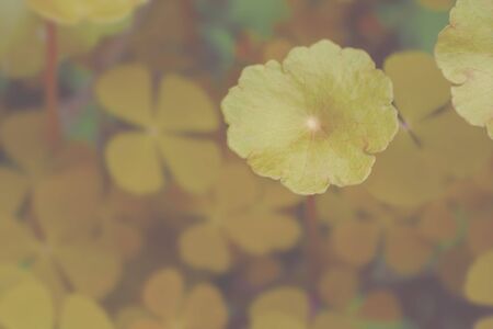 the plant leaf pattern close-up in nature, the leaf in nature abstract background