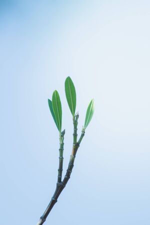 the plant leaf pattern close-up in nature, the leaf in nature abstract backgroundの写真素材