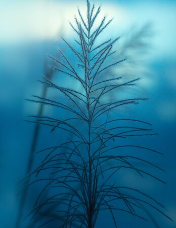 the plant leaf pattern close-up in nature, the leaf in nature abstract background