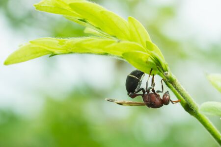 the leaf in nature abstract background, the nature background, plant in natureの写真素材
