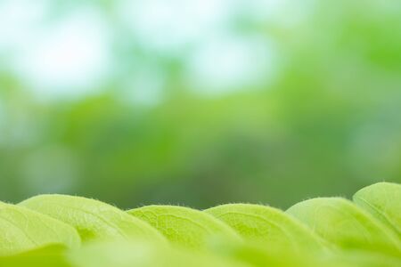 the leaf in nature abstract background, the nature background, plant in nature