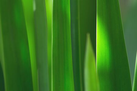 the leaf in nature abstract background, the nature background, plant in nature