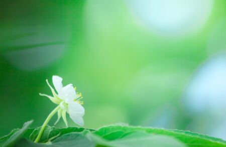 the flower in nature abstract background, the nature background, plant in natureの写真素材