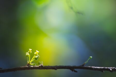 the leaf in nature abstract background, the nature background, plant in natureの写真素材