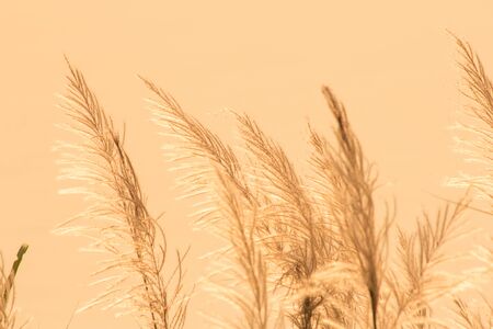 The grass flower in nature abstract background, the sun and flower in nature