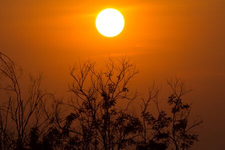 the tree twig on sunset, the sunset abstract backgroundの写真素材