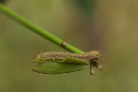 Worm in macro view, the insect in nature, animal in wild
