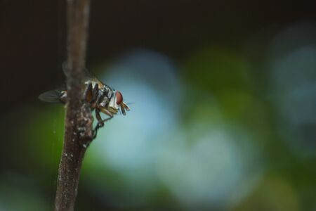 fly in macro view, the macro of insect in nature, the animal in wildの写真素材