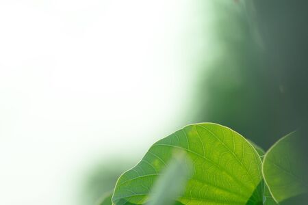the leaf and flower abtsract background, the nature background