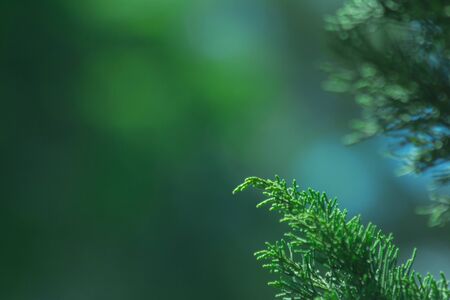 the leaf close-up in nature, leaf patternの写真素材