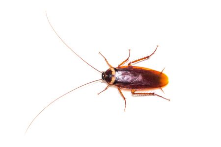 Macro of cockroach, cockroach close upの写真素材