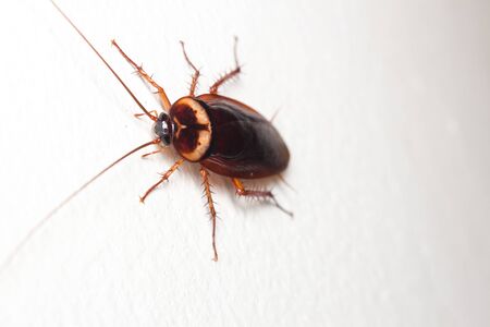 Macro of cockroach, cockroach close upの写真素材