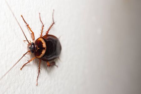 Macro of cockroach, cockroach close upの写真素材