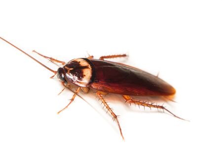 Macro of cockroach, cockroach close up