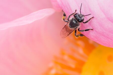 The pink lotus flower in nature background, flower and leaf texture