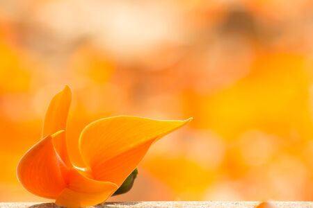 orange flower in nature backgroundの写真素材