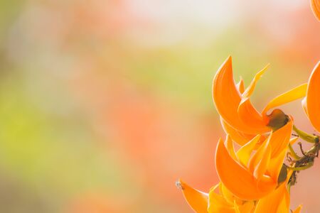 orange flower in nature backgroundの写真素材