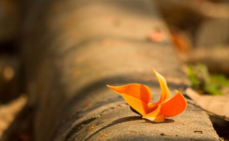 the flower in nature backgroundの写真素材