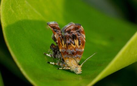 the bug in nature, insect in nature, animal in wild