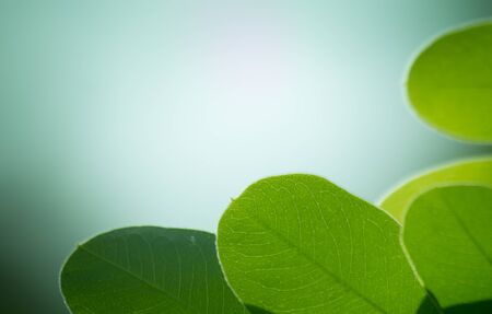 the leaf close-up in nature backgroundの写真素材