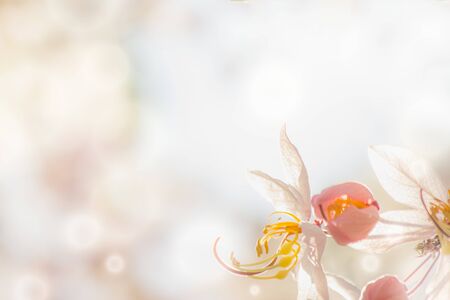 the flower in nature backgroundの写真素材