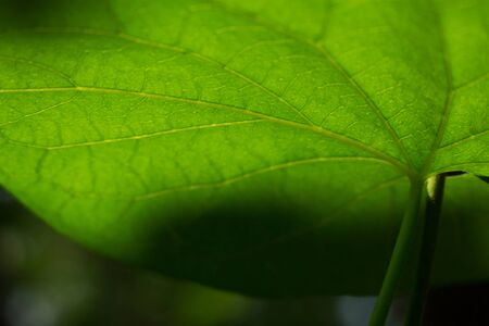 the leaf close-up in nature backgroundの写真素材