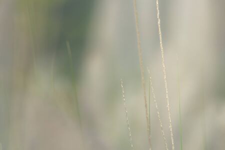 grass on softligth abstract backgroundの写真素材