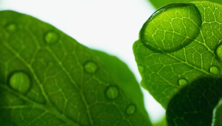 the water drop on leaf in macro view