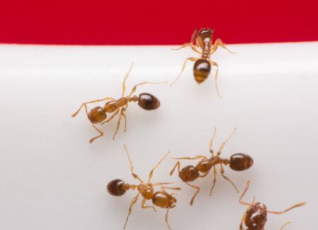 the ants on white glass, macro antsの写真素材
