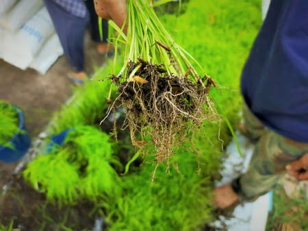 the thailand rice roots, seed and rootの写真素材
