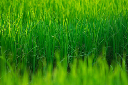 green leaf pattern in nature backgroundの写真素材