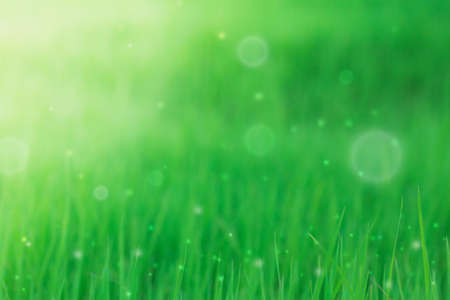 The beautiful fower on soft light abstrack background