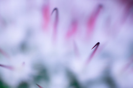 Macro shot of pink and white clematis flower with blur backgroundの写真素材