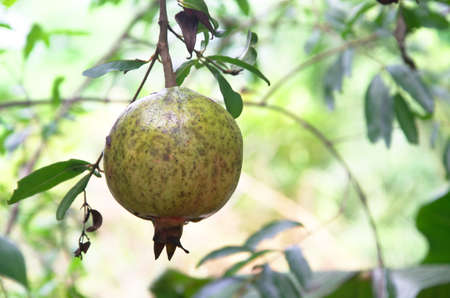 Pomegranate fruit in Thailand