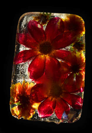Frozen Flowers | Flower in ice