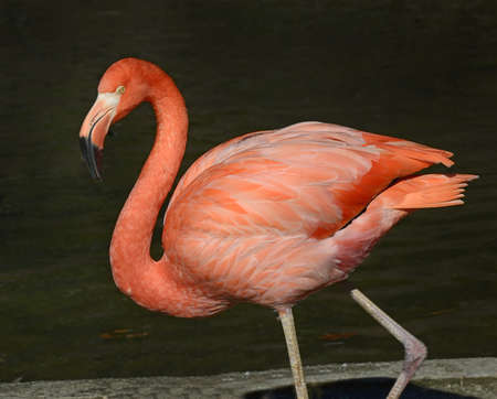 Cuban flamingo - Phoenicopterus ruberの写真素材