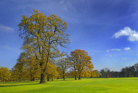 Old colorful trees in the countryside