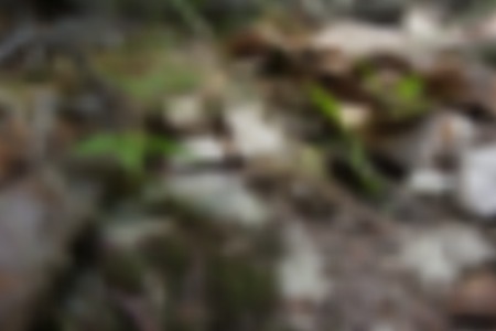 vector illustration - blured background of early spring forest surfaceのイラスト素材