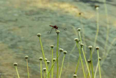 The Dragonfly and the Everlasting Flowers