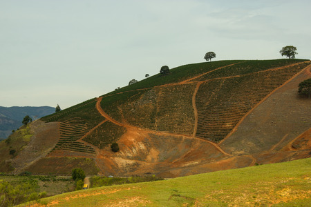 Coffee plantation in the moutains of south-east Brazilの写真素材