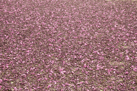 Ground full of flowers from the fall seasonの写真素材