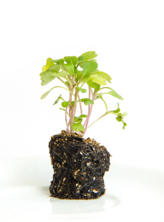 Small arugula plant out of the soilの写真素材