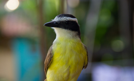 Front view of Great Kiskedee (Pitangus sulphuratus) in urban territoryの写真素材