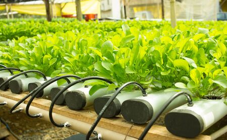 Small Arugula Plants growing in Hydroponic culture
