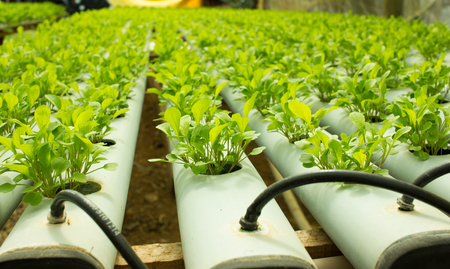 Small Arugula Plants growing in Hydroponic cultureの写真素材