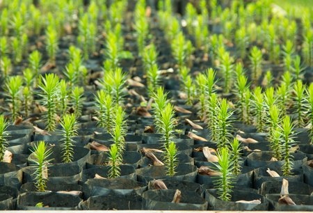 Young Araucaria Tree in Nursery Bagsの写真素材