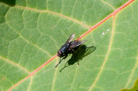ugly black insect sitting on a green leaf