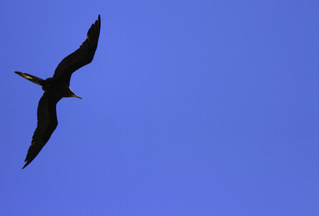 Black Bird Flying across a blue skyの写真素材