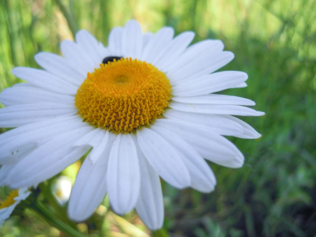 The chamomile plant is known to be susceptible to many fungi, insects, and viruses. Fungi such as Albugo tragopogonis (white rust), Cylindrosporium matricariae, Erysiphe cichoracearum (powdery mildew), and Sphaerotheca macularis (powdery mildew) are known pathogens of the chamomile plant. Aphids have been observed feeding on chamomile plants and the moth Autographa chryson causes defoliation.の写真素材