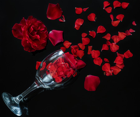 A rose is a woody perennial flowering plant of the genus Rosa, in the family Rosaceae, or the flower it bears.の写真素材